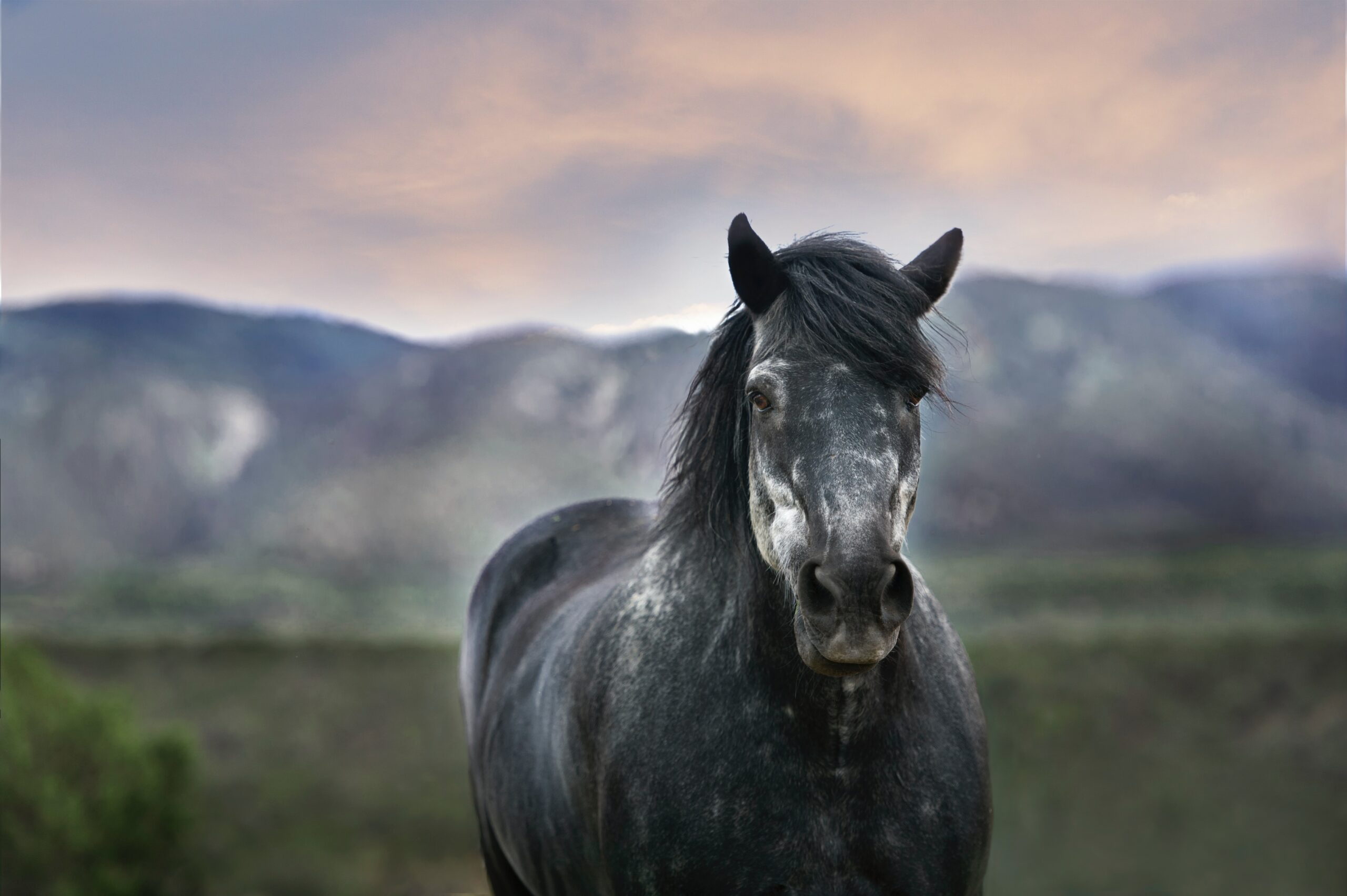 “The Potential Benefits of CBD for Horses: Exploring its Role in Equine Health and Wellness”